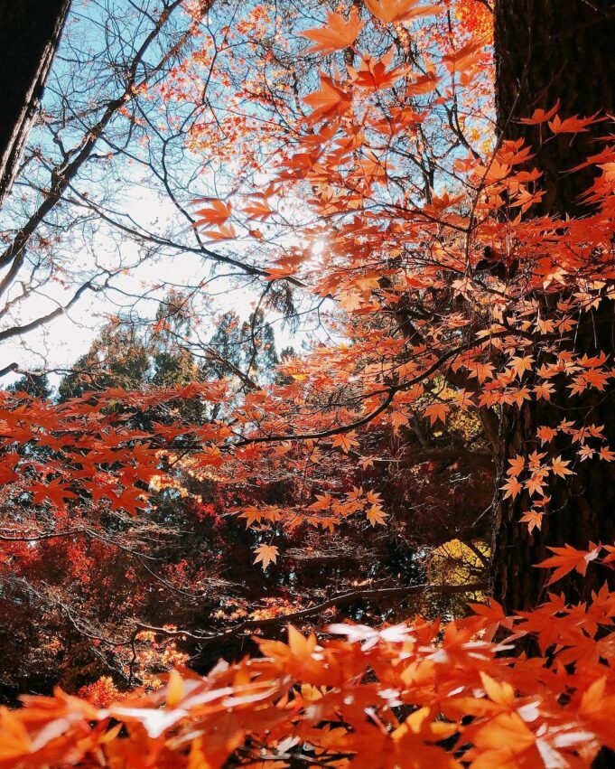 Fushoushan Farm