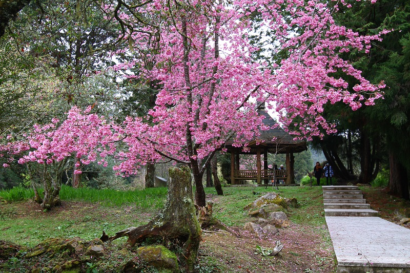 เทศกาลชมซากุระอาหลี่ซาน