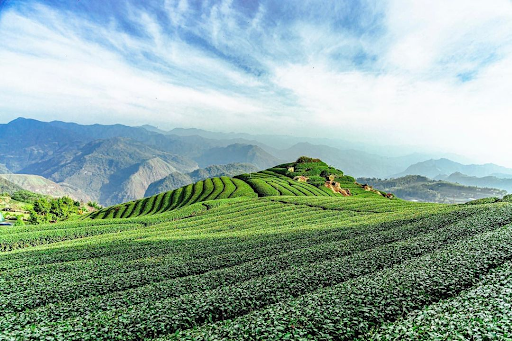 ชาไต้หวัน