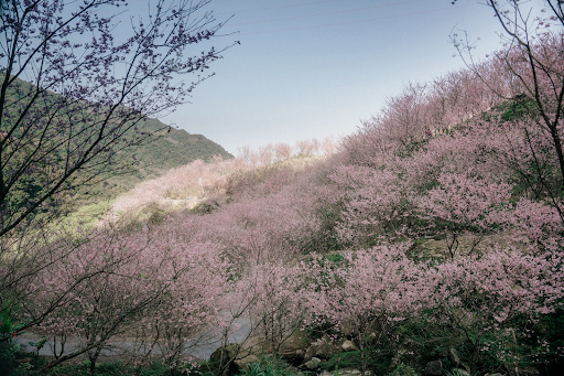 ซากุระไต้หวัน