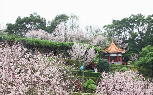 ซากุระไต้หวัน