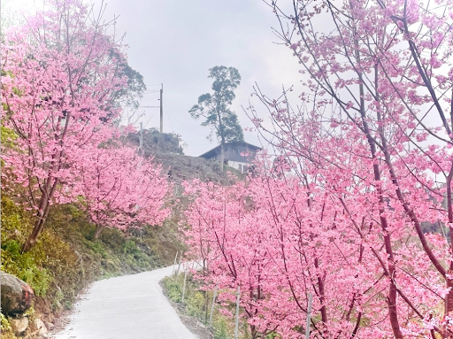 ซากุระไต้หวัน