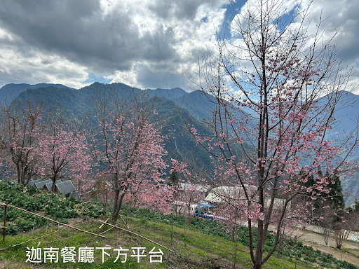 ซากุระไต้หวัน