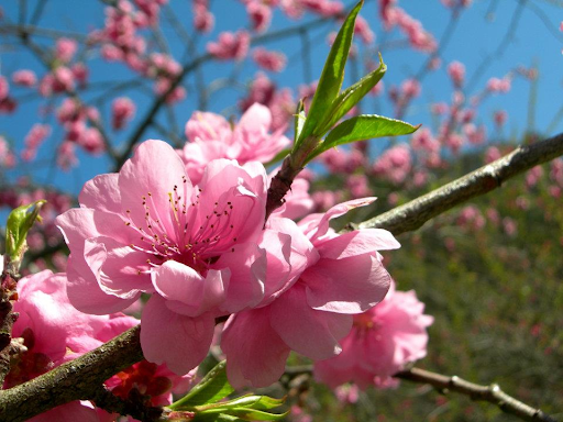 ซากุระไต้หวัน