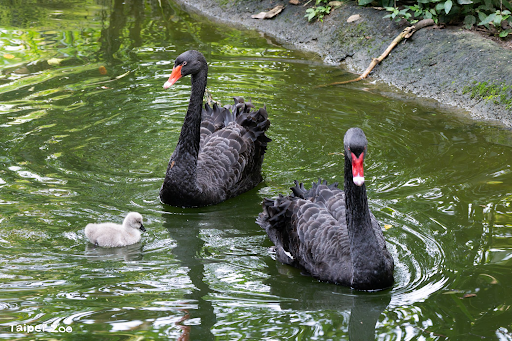 สวนสัตว์ไทเป (Taipei Zoo) 

