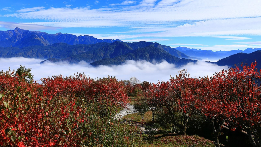 Alishan Forest Trails