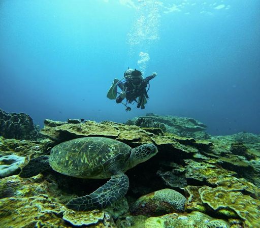 ดำน้ำลึก Green Island